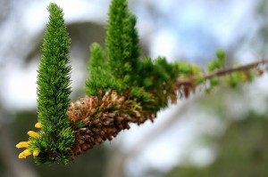 growth